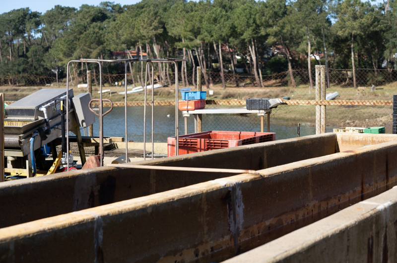 decouverte-metier-ostreiculteur-hossegor-3-268 decouverte-metier-ostreiculteur-hossegor-3-268